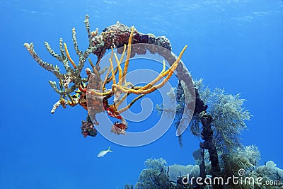 Underwater wreck of the price albert Stock Photo