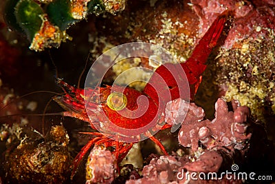 undescribed red hinge-beak shrimp arthropoda Stock Photo