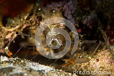 undetermined commensal shrimp Stock Photo