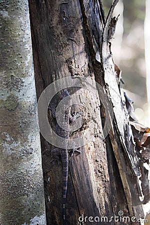 Undetermined gecko, reservations Tsingy, Ankarana, Madagascar Stock Photo