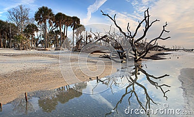 Botany Bay Maritime Forest Charleston SC Stock Photo