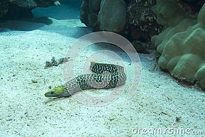 Undulated Moray Eel Stock Photo