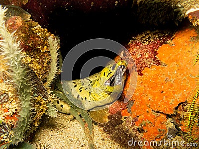 Undulated Moray eel, Gymnothorax undulatus, at a Puerto Galera tropical coral reef in the Philippines. These reefs have Stock Photo