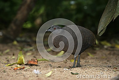 Undulated tinamou, Crypturellus undulatus Stock Photo