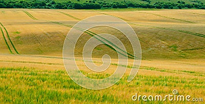 Undulating corn field 3 Stock Photo