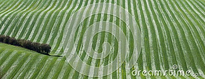 Undulating striped grass field taken from above Stock Photo