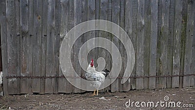 Une belle queue rattrape une poule mais elle a fui lui dans une cour rurale près d'une barrière grise banque de vidéos Une belle queue rattrape une poule mais elle a fui lui dans une cour rurale près d'une barrière grise banque de vidéos