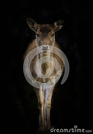 une chÃ¨vre avec un regard persan Stock Photo