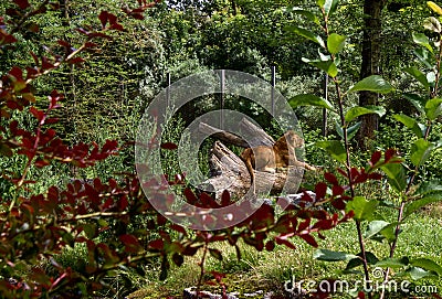 Lion, lionne se reposant sur un arbre. Lion quiet on a tree Stock Photo