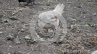 Une promenade et de recherche de poule grise de nourriture dans une cour rurale à l'automne et une poule blanche pooping banque de vidéos Une promenade et de recherche de poule grise de nourriture dans une cour rurale à l'automne et une poule blanche pooping banque de vidéos