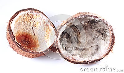 Uneatable decomposed broken coconut fruit Stock Photo