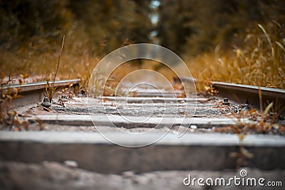 Unending train track lined with grasses and trees Stock Photo
