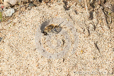 Unequal Cellophane Bee - Colletes inaequalis Stock Photo