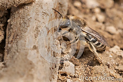 Unequal Cellophane Bee - Colletes inaequalis Stock Photo
