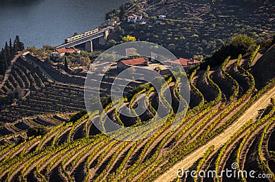 UNESCO World Heritage, the beautiful endless lines of Douro Valley Vineyards. Stock Photo