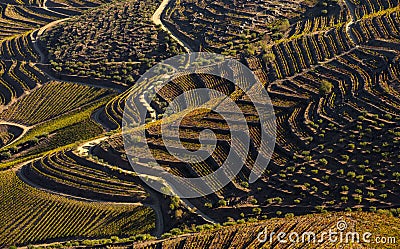 UNESCO World Heritage, the beautiful endless lines of Douro Valley Vineyards. Stock Photo