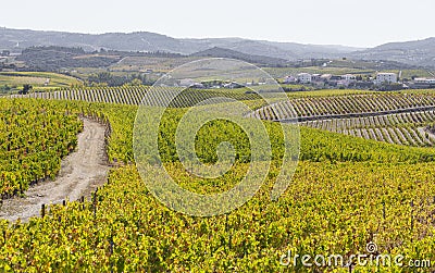 UNESCO World Heritage, the beautiful endless lines of Douro Valley Vineyards, in Vila Nova de Foz Coa. Stock Photo