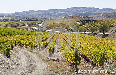 UNESCO World Heritage, the beautiful endless lines of Douro Valley Vineyards, in Vila Nova de Foz Coa. Stock Photo