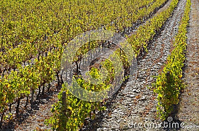 UNESCO World Heritage, the beautiful endless lines of Douro Valley Vineyards, in Vila Nova de Foz Coa. Stock Photo