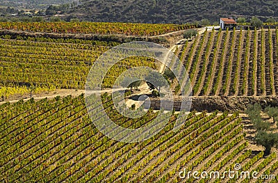 UNESCO World Heritage, the beautiful endless lines of Douro Valley Vineyards, in Vila Nova de Foz Coa. Stock Photo