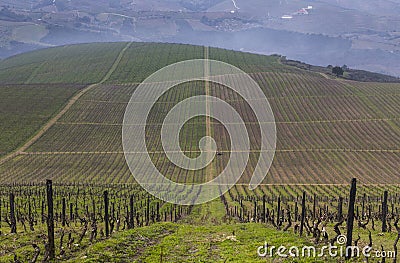 UNESCO World Heritage, the beautiful endless lines of Douro Valley Vineyards, in Vila Nova de Foz Coa. Stock Photo