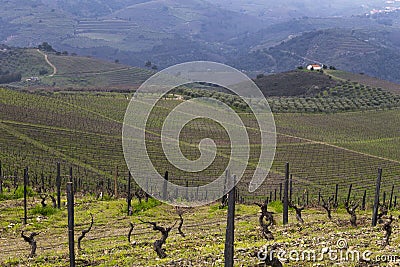 UNESCO World Heritage, the beautiful endless lines of Douro Valley Vineyards, in Vila Nova de Foz Coa. Stock Photo