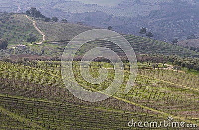 UNESCO World Heritage, the beautiful endless lines of Douro Valley Vineyards, in Vila Nova de Foz Coa. Stock Photo