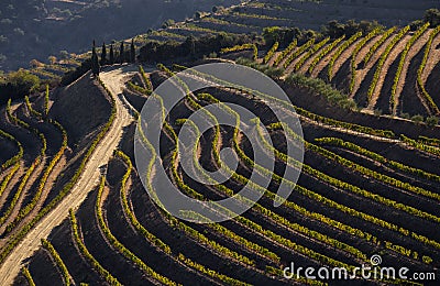 UNESCO World Heritage, the Douro Valley beautiful endless lines of Vineyards. Stock Photo