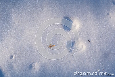 Uneven snow surface, fallen seed and animal trace, winter forest on sun dawn, flatlay and deep shadows, outdoor active hobby Stock Photo