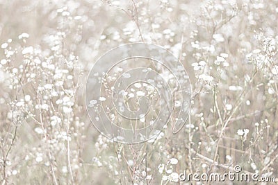 Unfocused blur flower background. Floral backdrope. Beautiful field of chamomile in sun day. Muted Stock Photo