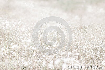 Unfocused blur flower background. Floral backdrope. Stock Photo