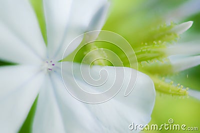 Unfocused blur flowers background Stock Photo
