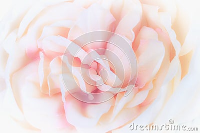 Unfocused blur rose petals Stock Photo