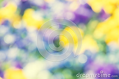 Unfocused blurred blossoming pansies flowers Stock Photo