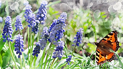 Unfocused green background with blooming blue muscari and a butterfly. Selective focus Stock Photo