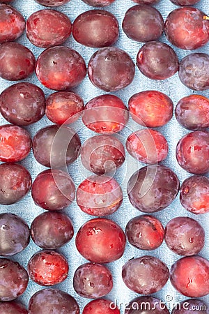 Unfolded berry plum. Lots of plums. Seasonal berry Stock Photo