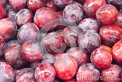 Unfolded berry plum. Lots of plums. Seasonal berry Stock Photo