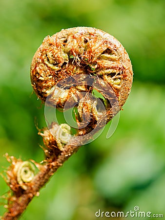 Unfolding fern frond Stock Photo