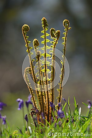 Unfolding fern Stock Photo