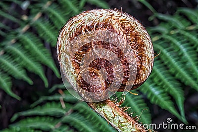 Unfolding leaf of a fern in the Helderberg Nature Reserve Stock Photo