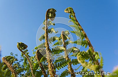 Unfolding into Sky Stock Photo