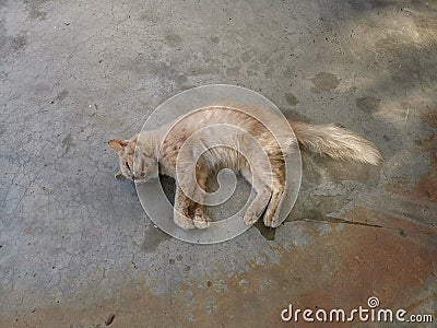 Unfortunate male cat remain on the floor, lifeless. Stock Photo