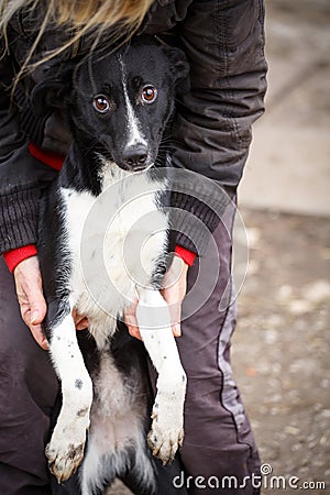 The unfortunate redheaded dog. Street dog in the hands of a woman. Stock Photo