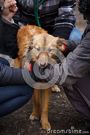 The unfortunate redheaded dog. Street dog in the hands of a woman. Stock Photo