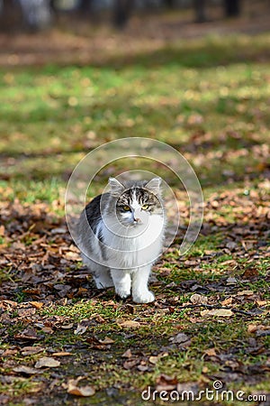 Unhappy cats live on the streets, looking for food Stock Photo