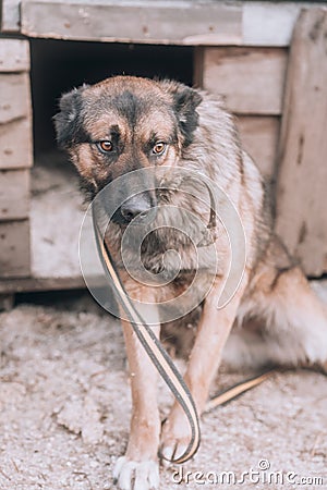 Unhappy dog. Sad stray dog. Hungry dog in a shelter. Stock Photo