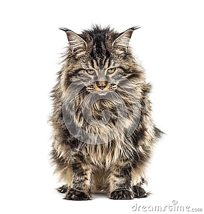 Unhappy, grumpy cat, Maine coon, looking down, isolated Stock Photo