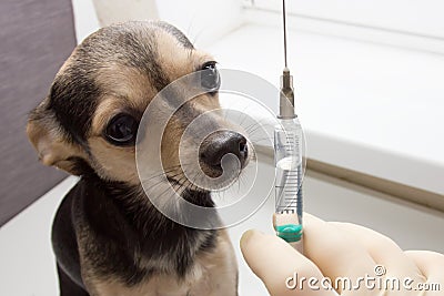 An unhappy little dog toy Terrier is afraid of vaccination Stock Photo