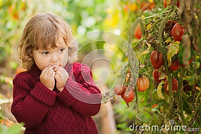 Unhappy little gardener, tomato disease Phytophthora Infestans. Ripe red tomatoes get sick by late blight. Stock Photo