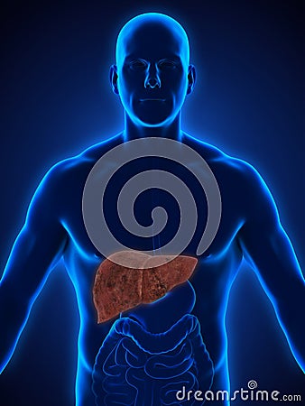 Unhealthy Liver Anatomy Stock Photo